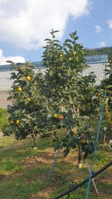 팜모닝 9월 내 작물 자랑하기·참여글 게시글 이미지