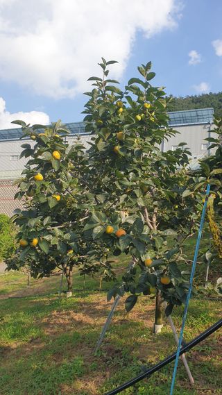 전길현님의 9월 내 작물 자랑하기 · 참여글 작성글 사진