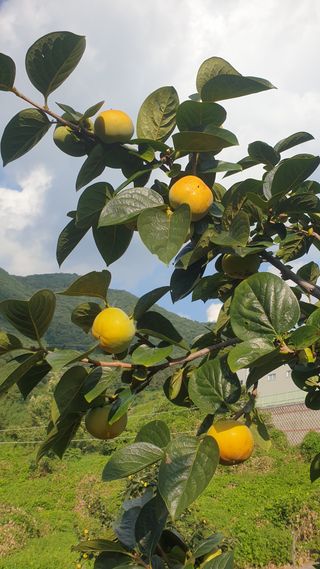 전길현님의 9월 내 작물 자랑하기 · 참여글 작성글 사진