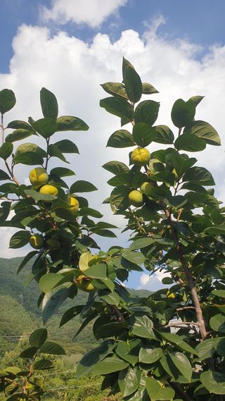 전길현님의 9월 내 작물 자랑하기 · 참여글 작성글 사진