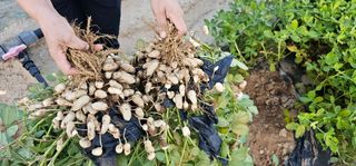 김은아SM님의 9월 내 작물 자랑하기 · 참여글 작성글 사진