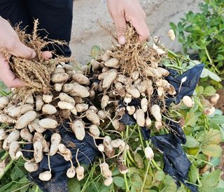 김은아SM님의 9월 내 작물 자랑하기 · 참여글 작성글 사진