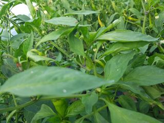 정주님의 고추 · 병해충상담 작성글 사진