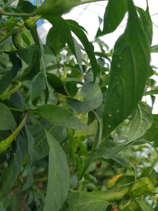 정주님의 고추 · 병해충상담 작성글 사진