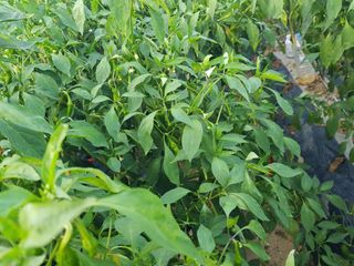 정주님의 고추 · 병해충상담 작성글 사진