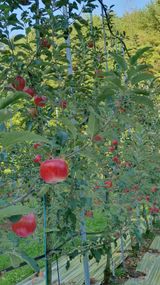 팜모닝 사과·수확 게시글 이미지