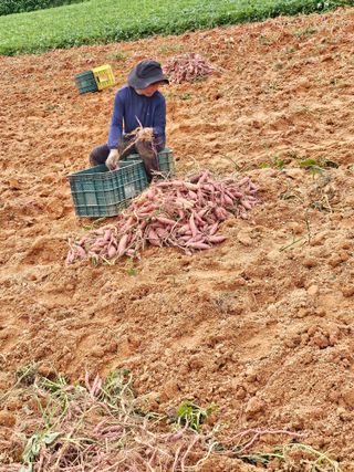 햇살처럼영농조합님의 9월 내 작물 자랑하기 · 참여글 작성글 사진