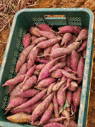 햇살처럼영농조합님의 9월 내 작물 자랑하기 · 참여글 작성글 사진