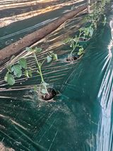 팜모닝 토마토·파종•정식 게시글 이미지