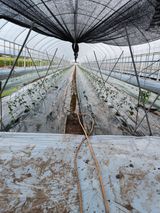 팜모닝 고추·파종•정식 게시글 이미지