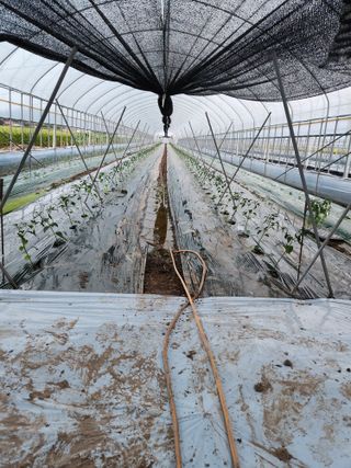 헤르만헤세님의 고추 · 파종•정식 작성글 사진