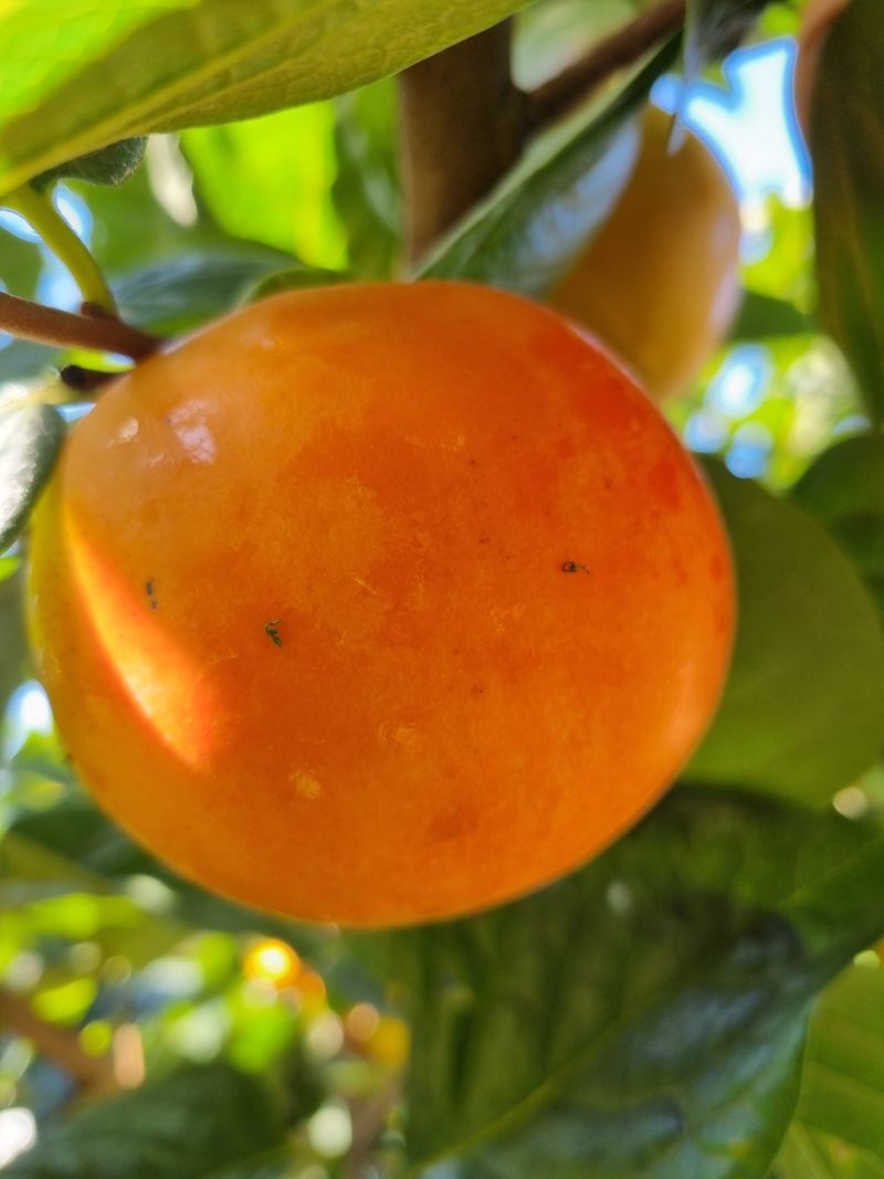 믿고사는농원-송미경님의 장터 판매 상품 [ 대봉감 판매 10kg 왕왕 이상 급처분 (택포함)] 첨부 사진