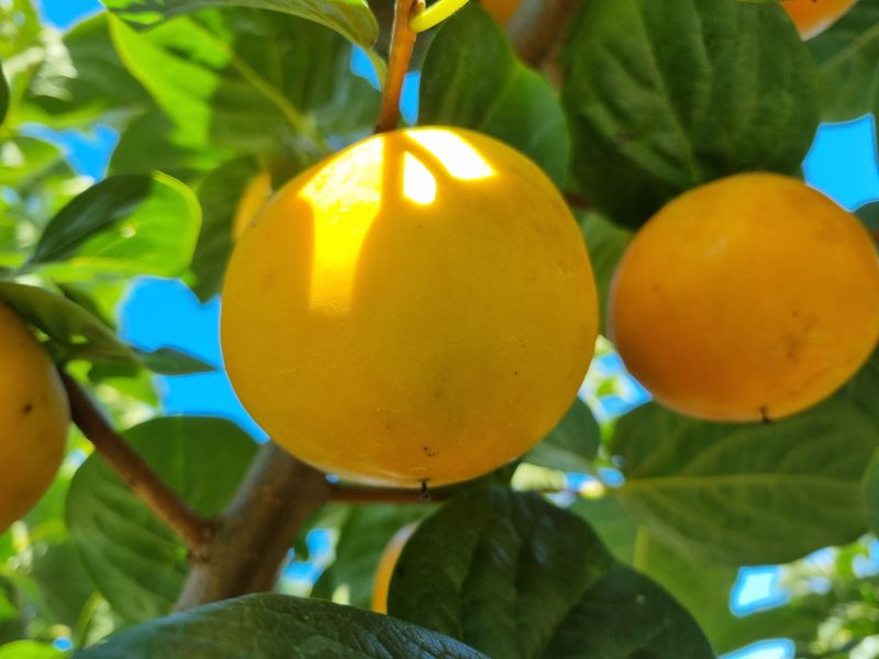 믿고사는농원-송미경님의 장터 판매 상품 [ 대봉감 판매 10kg 왕왕 이상 급처분 (택포함)] 첨부 사진