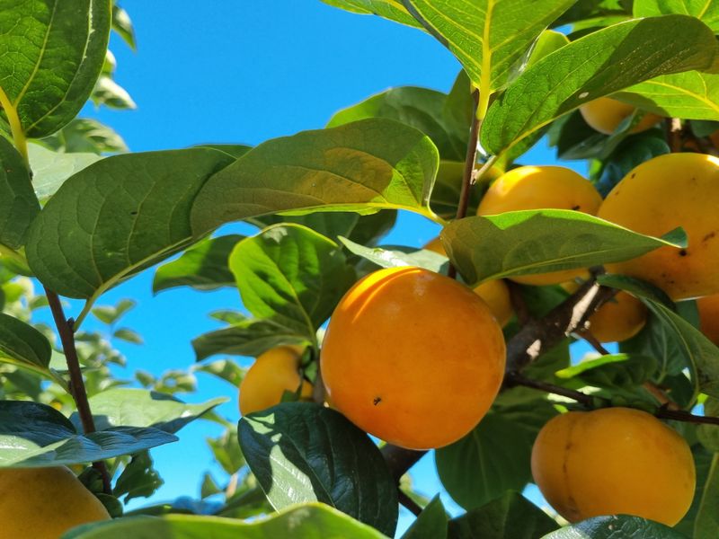 믿고사는농원-송미경님의 장터 판매 상품 [ 대봉감 판매 10kg 왕왕 이상 급처분 (택포함)] 첨부 사진