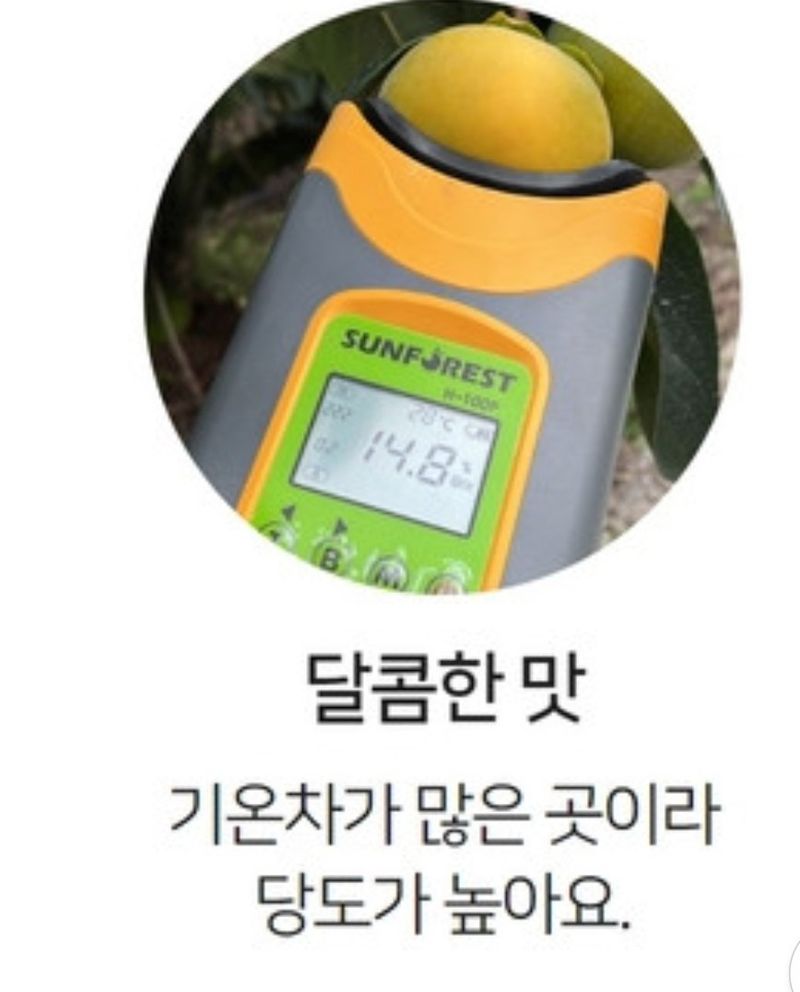 믿고사는농원-송미경님의 장터 판매 상품 [ 대봉감 판매 10kg 왕왕 이상 급처분 (택포함)] 첨부 사진