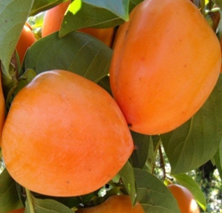 장터 상품 [ 대봉감 판매 10kg 왕왕 이상 급처분 (택포함)] 썸네일