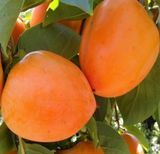 팜모닝 · 게시글 이미지