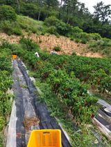 팜모닝 9월 내 작물 자랑하기·참여글 게시글 이미지