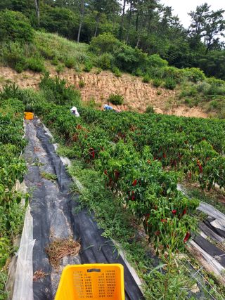 강경식님의 9월 내 작물 자랑하기 · 참여글 작성글 사진
