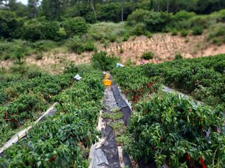 강경식님의 9월 내 작물 자랑하기 · 참여글 작성글 사진