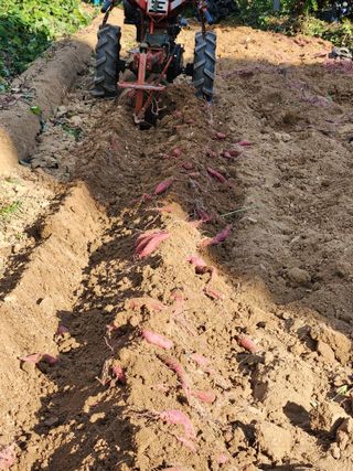 최군환님의 9월 내 작물 자랑하기 · 참여글 작성글 사진