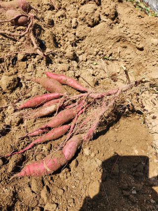 최군환님의 9월 내 작물 자랑하기 · 참여글 작성글 사진