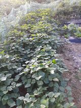 팜모닝 자유주제·자유게시판 게시글 이미지