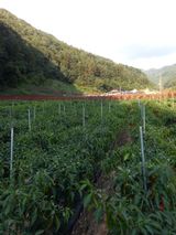 팜모닝 고추·수확 게시글 이미지