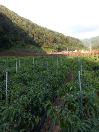 배추19087님의 고추 · 수확 작성글 사진