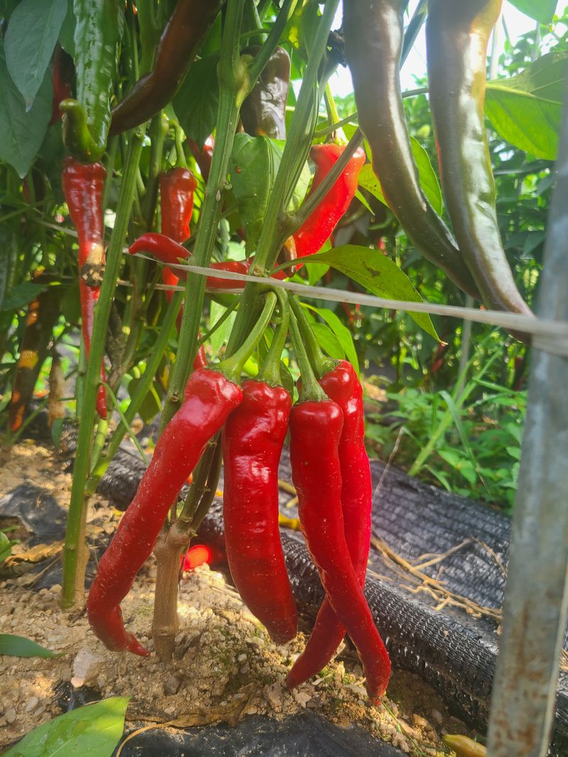 신동익님의 장터 판매 상품 [고추가루] 첨부 사진