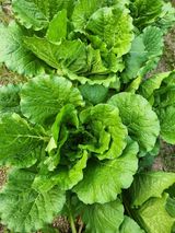 팜모닝 9월 내 작물 자랑하기·참여글 게시글 이미지