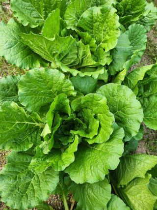 토마토2120님의 9월 내 작물 자랑하기 · 참여글 작성글 사진