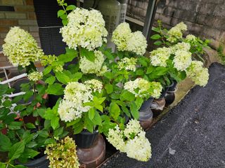 정광일님의 9월 내 작물 자랑하기 · 참여글 작성글 사진