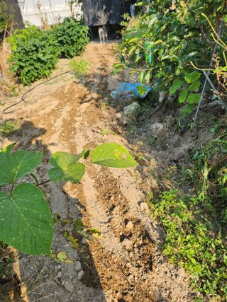 최병훈님의 복숭아 · 영농일지 작성글 사진