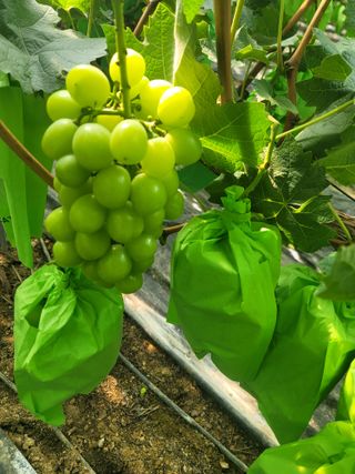 임운락님의 9월 내 작물 자랑하기 · 참여글 작성글 사진