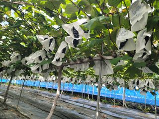 임운락님의 9월 내 작물 자랑하기 · 참여글 작성글 사진