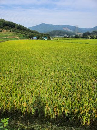김연숙님의 벼 · 자유게시판 작성글 사진