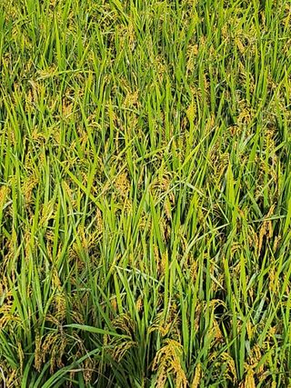 김연숙님의 벼 · 자유게시판 작성글 사진