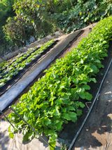 팜모닝 양배추·영농일지 게시글 이미지