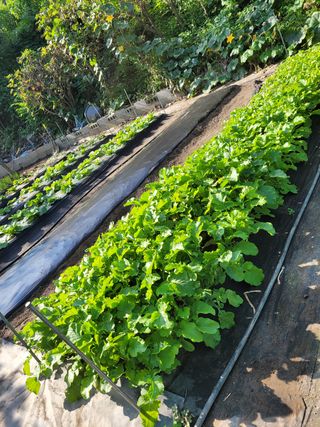 낙엽교목류14371님의 양배추 · 영농일지 작성글 사진