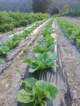 팜모닝 9월 내 작물 자랑하기·참여글 게시글 이미지