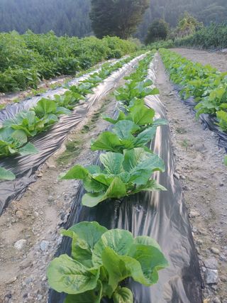 이연화님의 9월 내 작물 자랑하기 · 참여글 작성글 사진