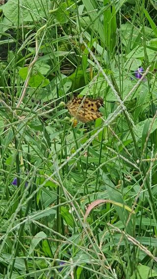 함양 복숭아,사과님의 사과 · 병해충상담 작성글 사진