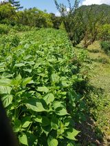 팜모닝 자유주제·자유게시판 게시글 이미지