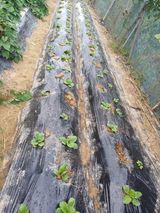 팜모닝 9월 내 작물 자랑하기·참여글 게시글 이미지