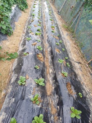 초보퍼머5도2촌준비님의 9월 내 작물 자랑하기 · 참여글 작성글 사진