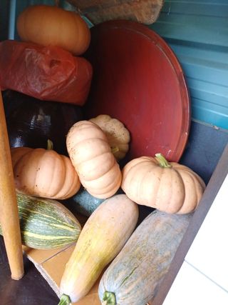 초보퍼머5도2촌준비님의 9월 내 작물 자랑하기 · 참여글 작성글 사진