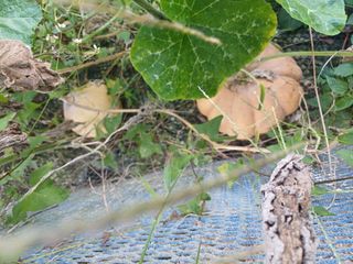 초보퍼머5도2촌준비님의 9월 내 작물 자랑하기 · 참여글 작성글 사진