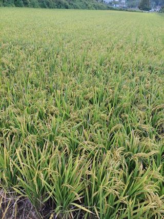 초보퍼머5도2촌준비님의 9월 내 작물 자랑하기 · 참여글 작성글 사진