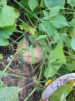 초보퍼머5도2촌준비님의 9월 내 작물 자랑하기 · 참여글 작성글 사진